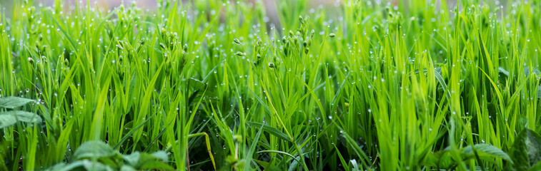Fototapeta na wymiar Green fresh young grass with dew drops in the morning, background for design_