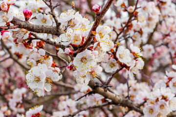 Abundant  apricot flowering. Flowering of trees in spring_