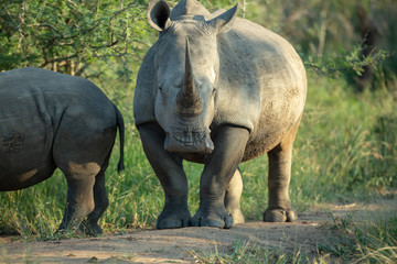 Fototapeta premium White rhino with youngster 