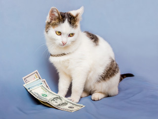 A white cat sits near a pack of dollars and looks to the side_