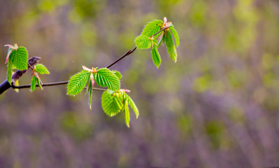 A branch of a hornbeam with delicate green leaves in early spring_