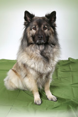 Eurasier, Hündin, Schönheit, reinrassig, Studio, Porträt, Treue, Anmut