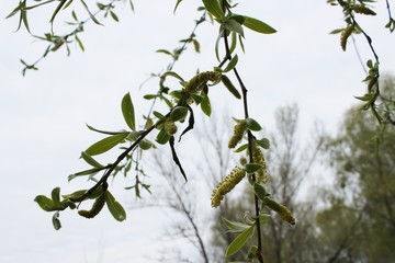 weeping willow in the forest
