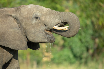 Elephant drinking water