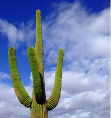 Saguaro cactus against a blue sky with white clouds