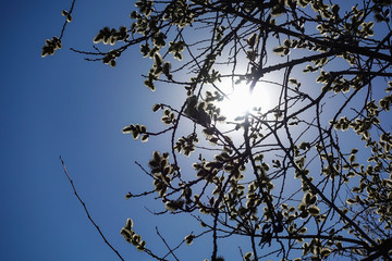 Early spring loose shaggy buds on a tree against a blue sky. Tree without leaves.