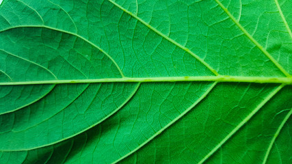 Fototapeta na wymiar texture green leaves on background