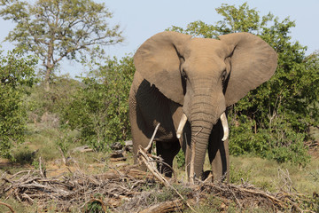 Afrikanischer Elefant / African elephant / Loxodonta africana