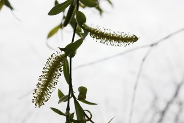weeping willow in the forest