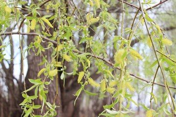 weeping willow in the forest