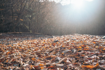 落ち葉が落ちる山