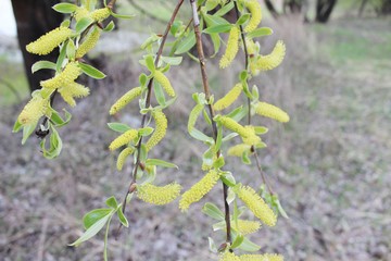 weeping willow in the forest