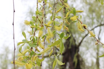 weeping willow in the forest
