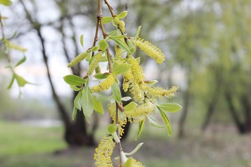 weeping willow in the forest