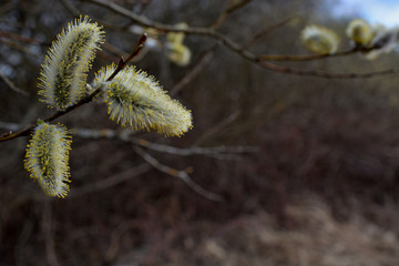 Spring willow buds background