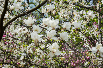 blooming magnolias in a botanical garden