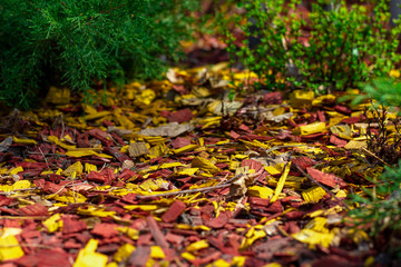 Multicolored bright red yellow orange mulching flower beds using natural pine mulch. The combination of orange yellow and red colors in the design of flower beds and landscapes.