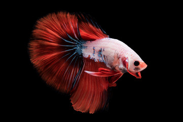 betta fish