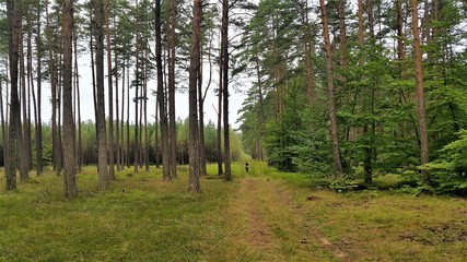 Forest in autumn, Poland.