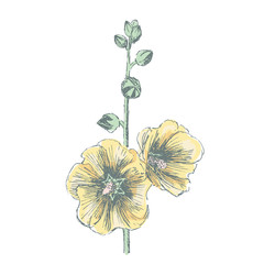 Vector hand drawn blooming yellow flower on white background. Flowering branch. 