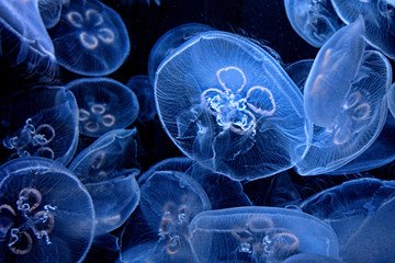 Close up of translucent blue jellyfish on a black background - obrazy, fototapety, plakaty
