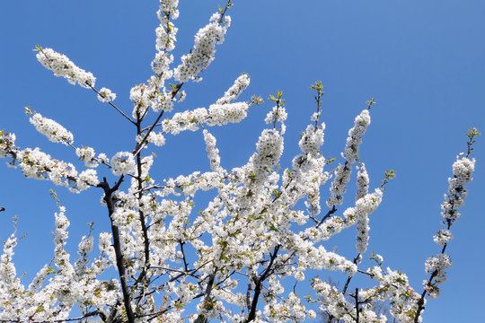 White cherry tree blossom in springtime against blue sky