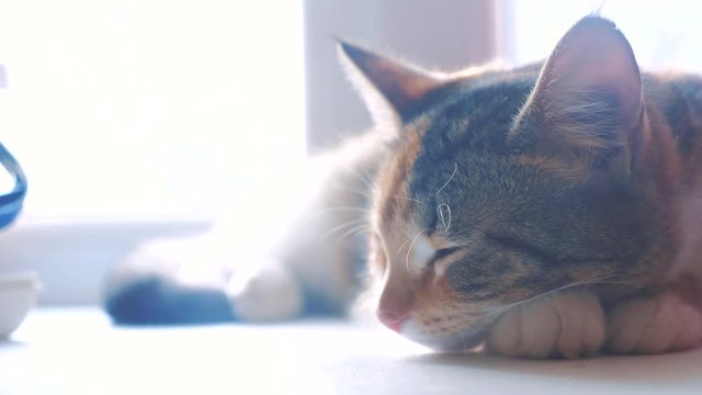 cat striped tricolor sleeping concept. lifestyle the cat is sleeping on the window sill the sunlight with the window is a cute video