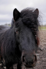 Pony in a close up. Standing