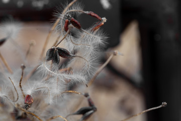 Clematis branch with dry inflorescences in fog. Ready photo background. Soft focus. Macro.