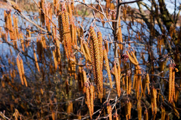 Fototapeta premium Lots of catkins
