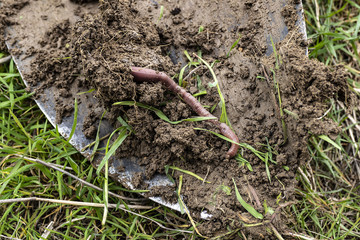 worm and worm manure, It is important for earth worms,
