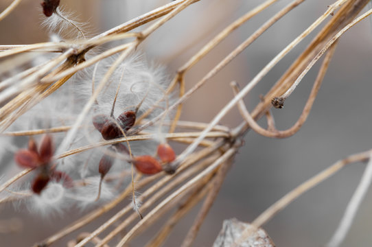 Clematis branch with dry inflorescences in fog. Ready photo background. Soft focus. Macro.