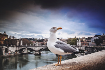 Seagull standing on the riverbank of Tiber, Rome, Italy