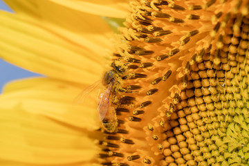 ひまわりの花とミツバチ