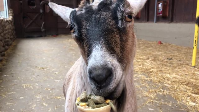 First-person POV shot: inside a pen, feeding a cute goat with an ice cream cone filled with tasty treats.