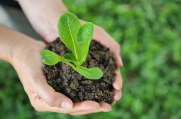 Closeup of cos vegetable sprout and soil in woman's hands with green garden background. Symbol of global friendly practice. 