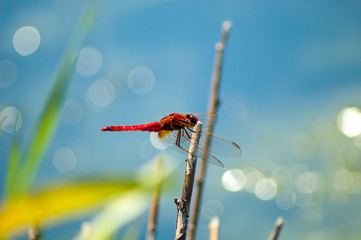Dragonfly over the water
