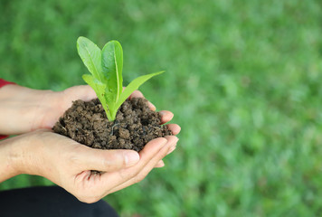 Closeup of cos vegetable sprout and soil in woman's hands with green garden background. Symbol of global friendly practice.