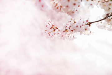 Cherry blossoms isolated on  natural background