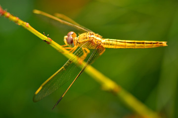 Golden Yellow Dragonfly