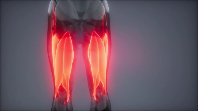 thigh muscles - Visible muscle anatomy map