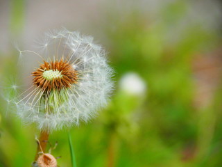Dandelion fluff on the roadside