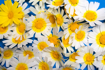 Daisy flowers on wood. 