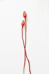 Dried flowers. Poppy