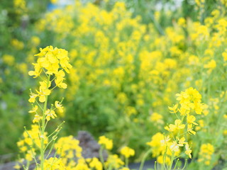 Pretty small flowers that shine yellow