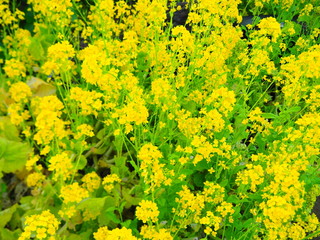 Obraz premium Pretty small flowers that shine yellow