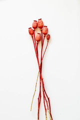 Dried flowers. Poppy