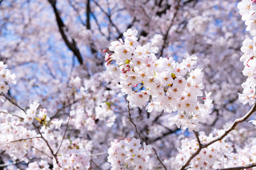 埼玉県幸手市　権現堂の桜