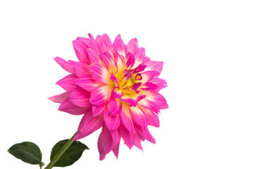 pink dahlia isolated