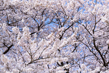 埼玉県幸手市　権現堂の桜